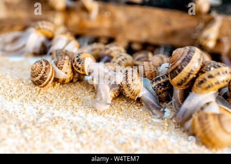 Viele Schnecken auf einem speziellen Regalen mit Futter auf einem Bauernhof für Schnecken wachsen, Nahaufnahme Stockfoto