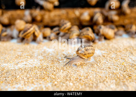 Viele Schnecken auf einem speziellen Regalen mit Futter auf einem Bauernhof für Schnecken wachsen, Nahaufnahme Stockfoto