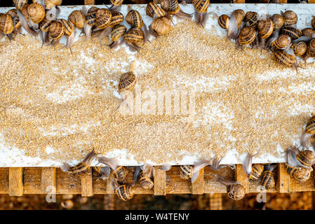 Viele Schnecken auf einem speziellen Regalen mit Futter auf einem Bauernhof für Schnecken wachsen, Nahaufnahme Stockfoto