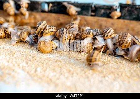 Viele Schnecken auf einem speziellen Regalen mit Futter auf einem Bauernhof für Schnecken wachsen, Nahaufnahme Stockfoto