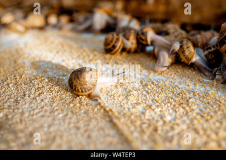Viele Schnecken auf einem speziellen Regalen mit Futter auf einem Bauernhof für Schnecken wachsen, Nahaufnahme Stockfoto
