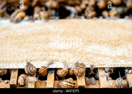 Viele Schnecken auf einem speziellen Regalen mit Futter auf einem Bauernhof für Schnecken wachsen, Nahaufnahme Stockfoto