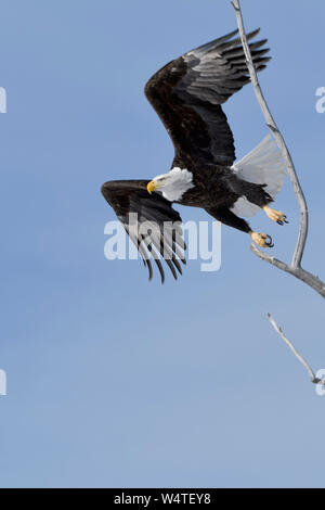 Weißkopf-Seeadler / Weisskopfseeadler (Haliaeetus Leucocephalus), an einem schönen Wintertag Erwachsenen ausziehen aus Pappel Baum, Yellowstone, Montana, USA. Stockfoto