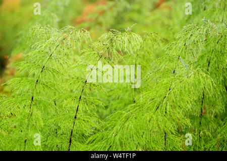 Equisetum Pflanzen in einem Wald Stockfoto