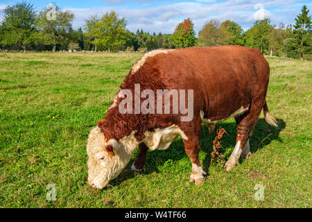 Weidende Rinder auf einer Wiese Stockfoto