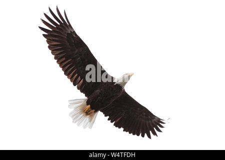 Flügel weit geöffnet, ein Weißkopfseeadler Drifts auf weißem Hintergrund Stockfoto