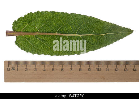 Wiesen-Salbei, Wiesensalbei, Salbei, Salvia pratensis, Wiese, Wiese Clary Salbei, Salbei, La Sauge Kommune, La Sauge-des-Prés. Blatt, Blätter, Blatt, Lea Stockfoto