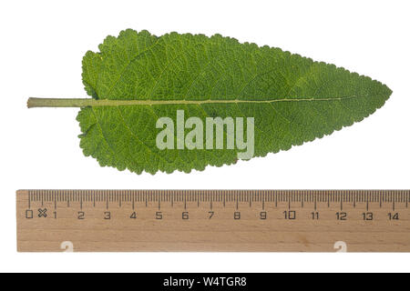 Wiesen-Salbei, Wiesensalbei, Salbei, Salvia pratensis, Wiese, Wiese Clary Salbei, Salbei, La Sauge Kommune, La Sauge-des-Prés. Blatt, Blätter, Blatt, Lea Stockfoto