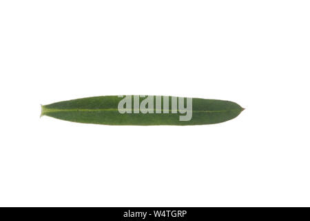 Wiesen-Labkraut, Kleinblütiges Wiesen-Labkraut, Wiesenlabkraut, Gemeines Labkraut, Klein-Wiesen - Labkraut, Galium mollugo, Hedge bedstraw, falsche Baby Stockfoto