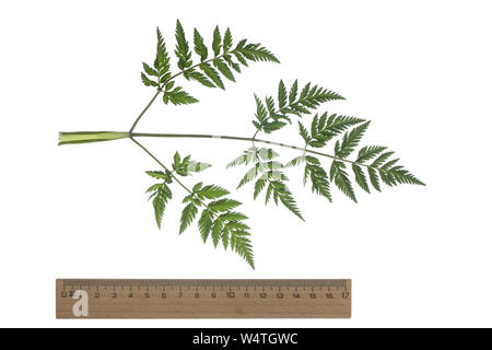 Wiesen-Curbel, Wiesencurbel, Anthriscus sylvestris, wilder Kerbel, wilde beaked Petersilie, keck, spitze Queen Anne's. Blatt, Blätter, Blatt, Blätter Stockfoto