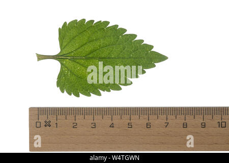 Die weiße Taubnessel, Weisse Taubnessel, Lamium Album, weißer Nessel, weiße tot - Brennnessel, White deadnettle. Blatt, Blätter, Blatt, Blätter Stockfoto