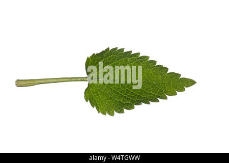 Die weiße Taubnessel, Weisse Taubnessel, Lamium Album, weißer Nessel, weiße tot - Brennnessel, White deadnettle. Blatt, Blätter, Blatt, Blätter Stockfoto