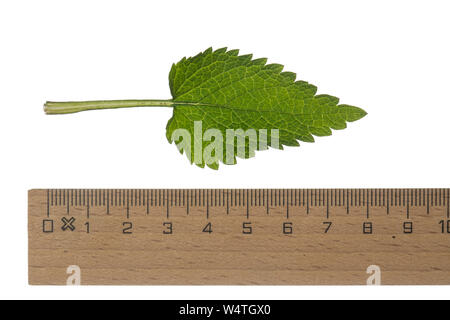 Die weiße Taubnessel, Weisse Taubnessel, Lamium Album, weißer Nessel, weiße tot - Brennnessel, White deadnettle. Blatt, Blätter, Blatt, Blätter Stockfoto