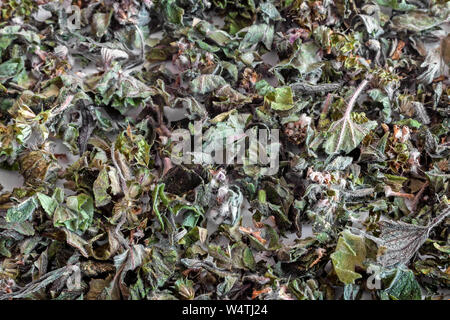 Getrocknete Blüten und Blätter von motherwort, eine wertvolle Heilpflanze mit einer beruhigenden Wirkung. Es ist für die Zubereitung von Infusionen verwendet. Stockfoto