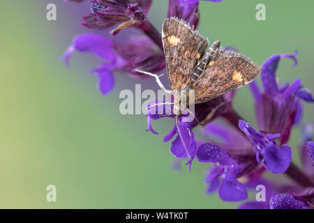 Mint Motte (Pyrausta aurata) auf Salvia officinalis 'Caradonna' Stockfoto