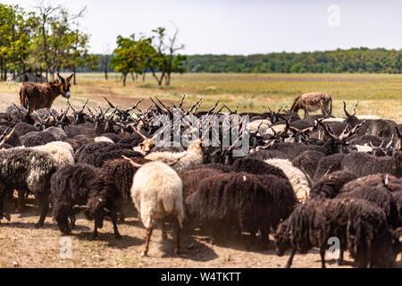 Herde von traditionellen" racka" Schafe und Esel im ländlichen Ungarn Stockfoto