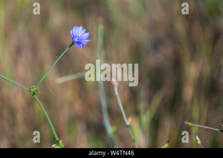 Blaue Wegwarte Blume wächst auf einer Wiese. Nahaufnahme von gemeinsamen Chicoree, Cichorium intybus Stockfoto