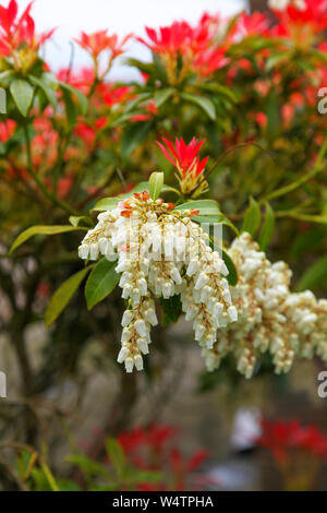 Die weißen Blütentrauben und roten Neuaustrieb schießt der jungen Blätter von Pieris Japonica 'Forest Flame' blühender Strauch Stockfoto