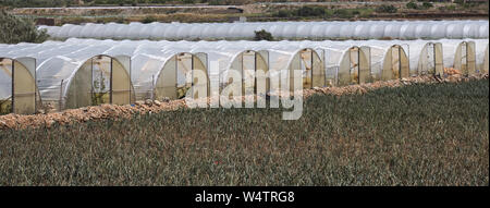 Array aus Kunststoff tunnel Gewächshäuser mit Bereich der junge Gemüse in Front gegen den blauen Himmel. Stockfoto