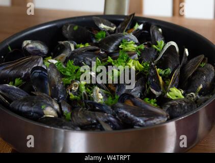 Gekochte Miesmuscheln in Wein und Creme mit grünen und Zwiebel in der Pfanne serviert. Stockfoto