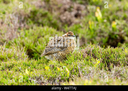 Moorschneehuhn Küken (Wissenschaftlicher Name: Lagopus lagopus) in frischem Grün Heather auf Grouse Moor im Monat Juni thront. Horizontale. Platz für Kopieren. Stockfoto