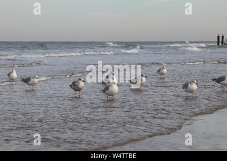 Europäische Hering und Kaspischen Möwen als Gruppe bei Ebbe, Westkapelle, Niederlande Stockfoto