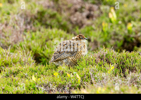 Moorschneehuhn Küken (Wissenschaftlicher Name: Lagopus lagopus) in frischem Grün Heather auf Grouse Moor im Monat Juni thront. Horizontale. Platz für Kopieren. Stockfoto