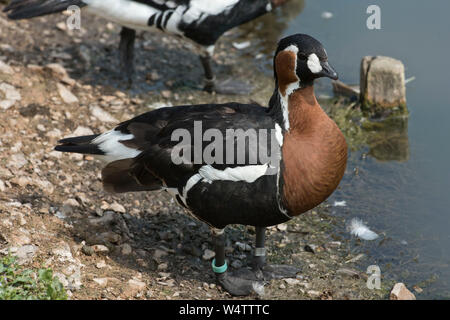 Bunte rote breasted Goose (Branta ruficollis) am See stehen in Arundel Wetland Centre, Juli Stockfoto