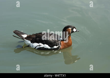 Bunte rote breasted Goose (Branta ruficollis) am See stehen in Arundel Wetland Centre, Juli Stockfoto