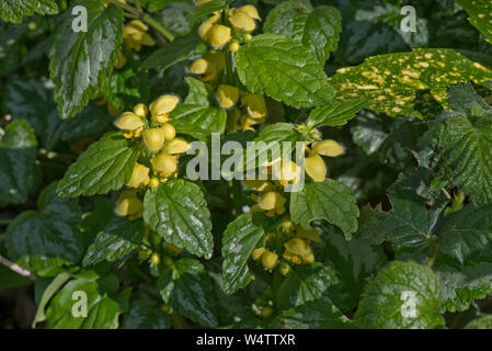 Bunt gelb Erzengel (Lamiastrum galeobdolon ssp. argentatum 'Elegant') Blüte nicht-invasive Gartenpflanze. Stockfoto