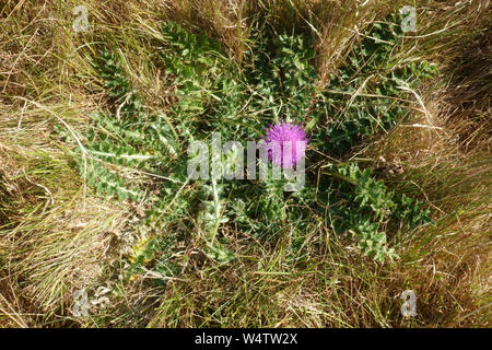 Dwarf Thistle (Cirsium acaule) stemless purpl; e blühende Distel in der kurzen Kalkmagerrasen, Berkshire, Juli Stockfoto