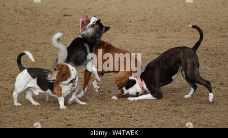Hunde spielen im Dog Park Stockfoto