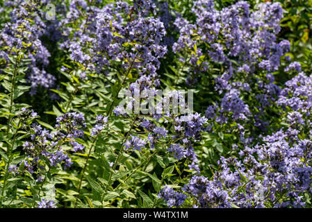 Milchstraße Glockenblume 'Prichard'S Vielfalt' (Campanula lactiflora 'Prichard'S Vielfalt') Stockfoto