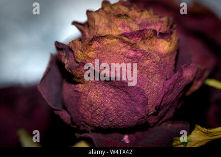 Getrocknete Blumen detaillierte Makroaufnahmen. Als Dekoration für Innen- und Web-design. Dunkle Bukett von getrockneten Rosen. Getrocknete Rosen im Blitzlicht. Stockfoto