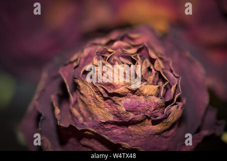 Getrocknete Blumen detaillierte Makroaufnahmen. Als Dekoration für Innen- und Web-design. Dunkle Bukett von getrockneten Rosen. Getrocknete Rosen im Blitzlicht. Stockfoto
