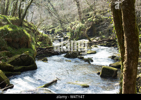 Suchen Sie die River Fowey, wie es durch Golitha Fallen und Draynes Holz geht, Bodmin Moor, Cornwall, Großbritannien, Stockfoto