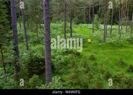 Luftaufnahme von einer Frau in gelb Regenjacke im Pinienwald im hohen Gras an einem bewölkten Tag, von drohne getroffen. Slowenien, Europa Stockfoto