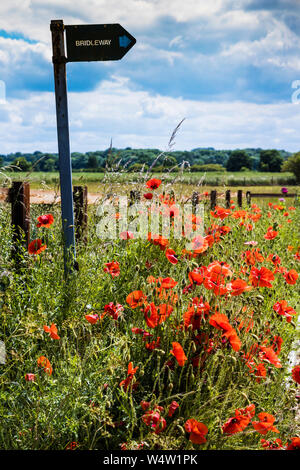 Hintergrundbeleuchtung Mohn (Papaver rhoeas) und einem Reitweg Zeichen im Sommer Landschaft. Stockfoto