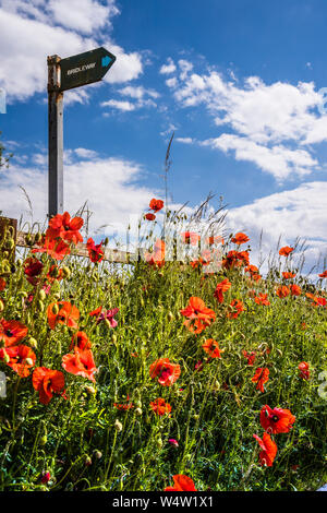 Hintergrundbeleuchtung Mohn (Papaver rhoeas) und einem Reitweg Zeichen im Sommer Landschaft. Stockfoto