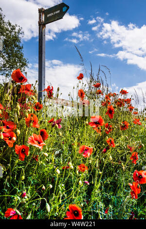 Hintergrundbeleuchtung Mohn (Papaver rhoeas) und einem Reitweg Zeichen im Sommer Landschaft. Stockfoto