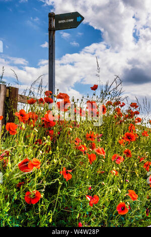 Hintergrundbeleuchtung Mohn (Papaver rhoeas) und einem Reitweg Zeichen im Sommer Landschaft. Stockfoto