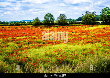 Ein Feld von Roter Mohn (Papaver rhoeas) im Sommer Landschaft in Oxfordshire. Stockfoto