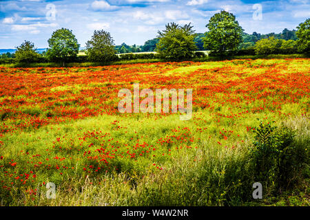 Ein Feld von Roter Mohn (Papaver rhoeas) im Sommer Landschaft in Oxfordshire. Stockfoto