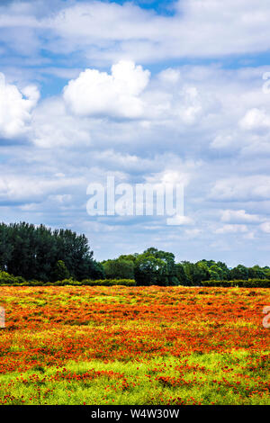 Ein Feld von Roter Mohn (Papaver rhoeas) im Sommer Landschaft in Oxfordshire. Stockfoto