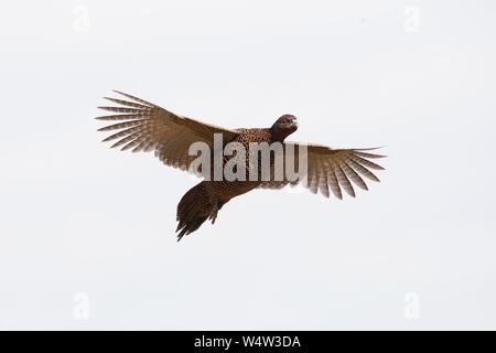 Eine Melanistic Henne Fasane im Flug Stockfoto