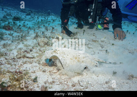 Gelbe Stingray Stockfoto