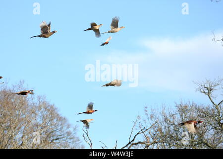 Eine große Spülen der Fasane im Flug Stockfoto