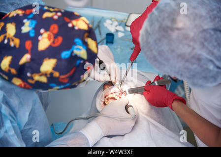 Chirurgie in der Zahnklinik. Sinuslift Operation. Stockfoto