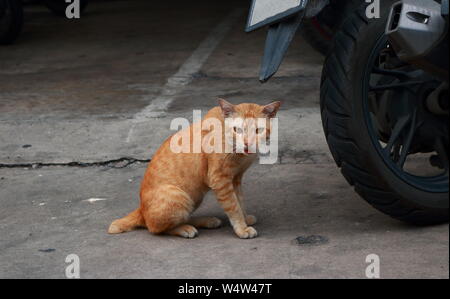 Closeup Augen eines Ginger cat in die Kamera schaut wütend und öffnen den Mund etwas sagen, mich allein Konzept verlassen Stockfoto