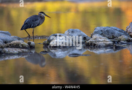 Juli 25, 2019, Elkton, OREGON, USA: eine Great Blue heron Jagt für Fische und Krebse früh an einem Sommermorgen entlang der Umpqua River in der Nähe von Aschau im ländlichen Western Oregon. Credit: Robin Loznak/ZUMA Draht/Alamy leben Nachrichten Stockfoto